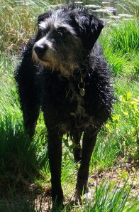 SANYO DIGITAL CAMERA