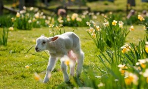 CN2DGT A lamb frolicking in the spring sunshine