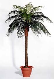 palm