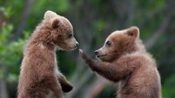 ik-zag-twee-beren-kinderliedje-GYQgFS