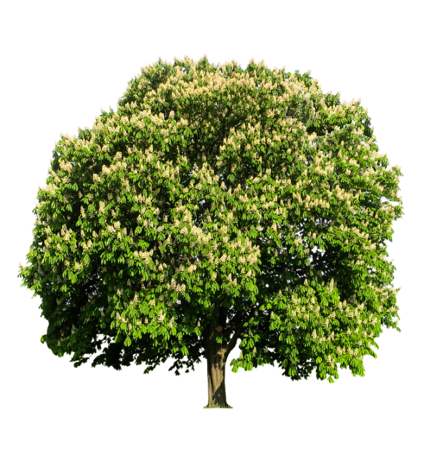 tree-1396271_960_720