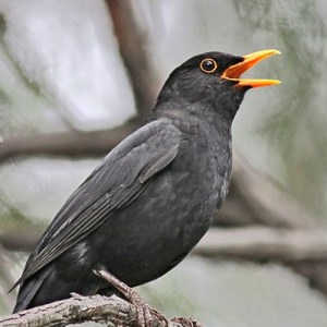 artworks-000329875446-iedrcv-t500x500